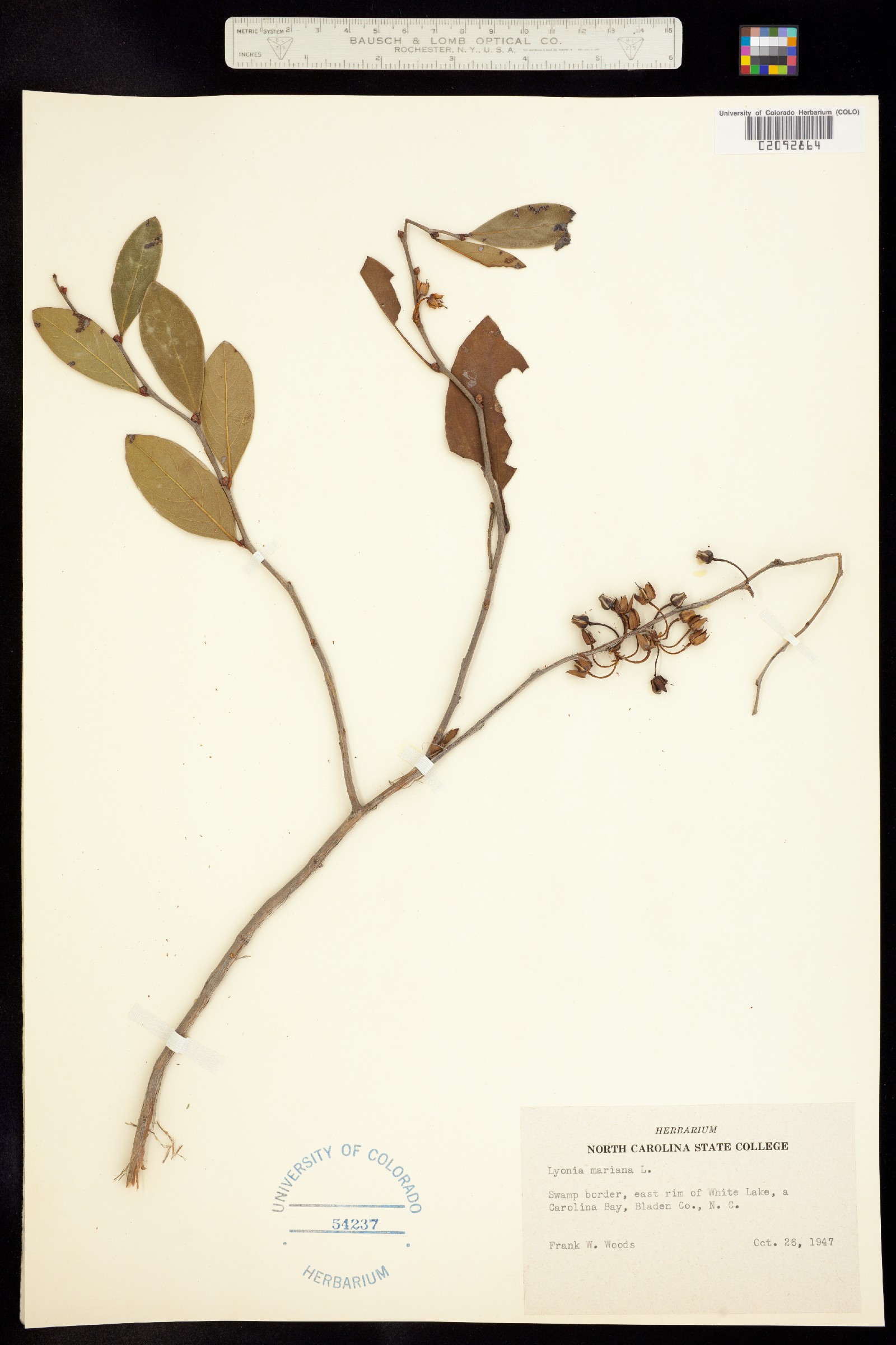 Lyonia mariana image