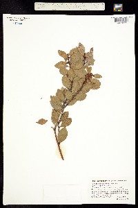 Lyonia squamulosa image