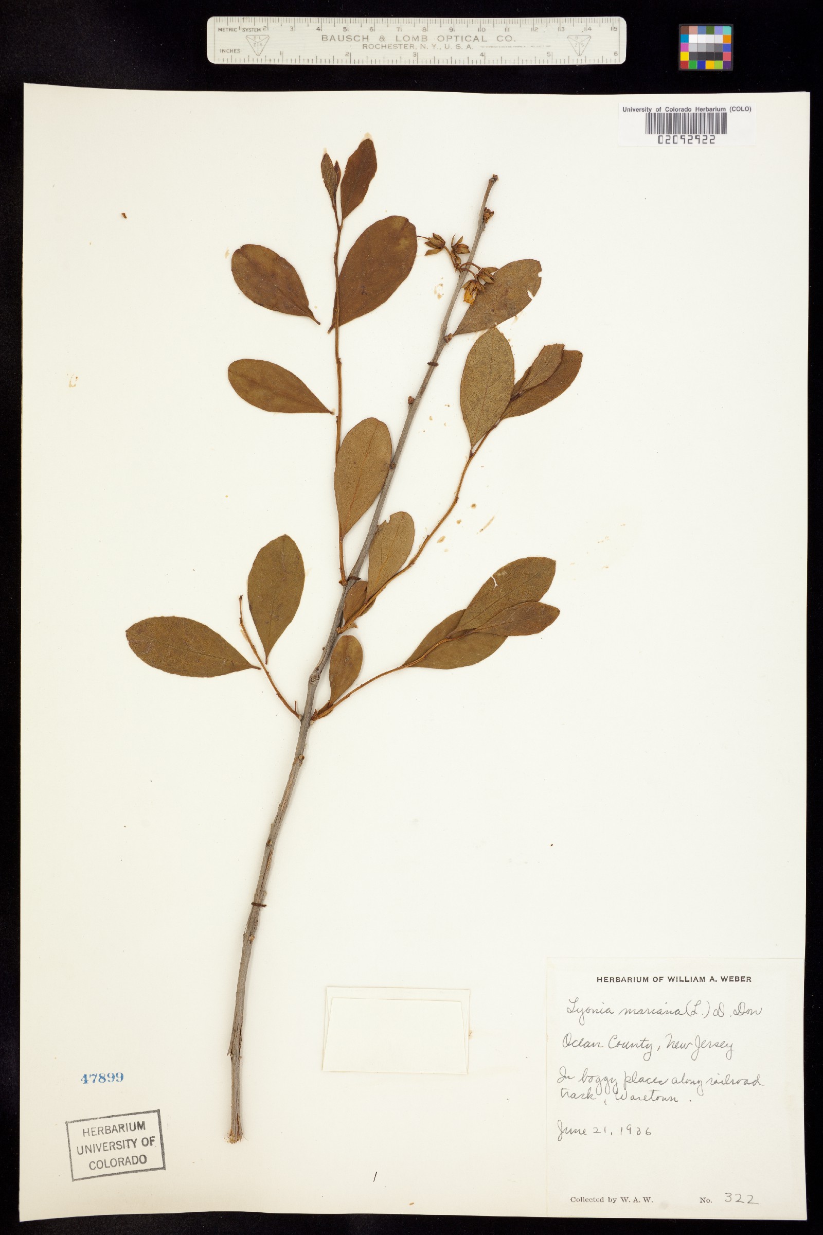 Lyonia mariana image
