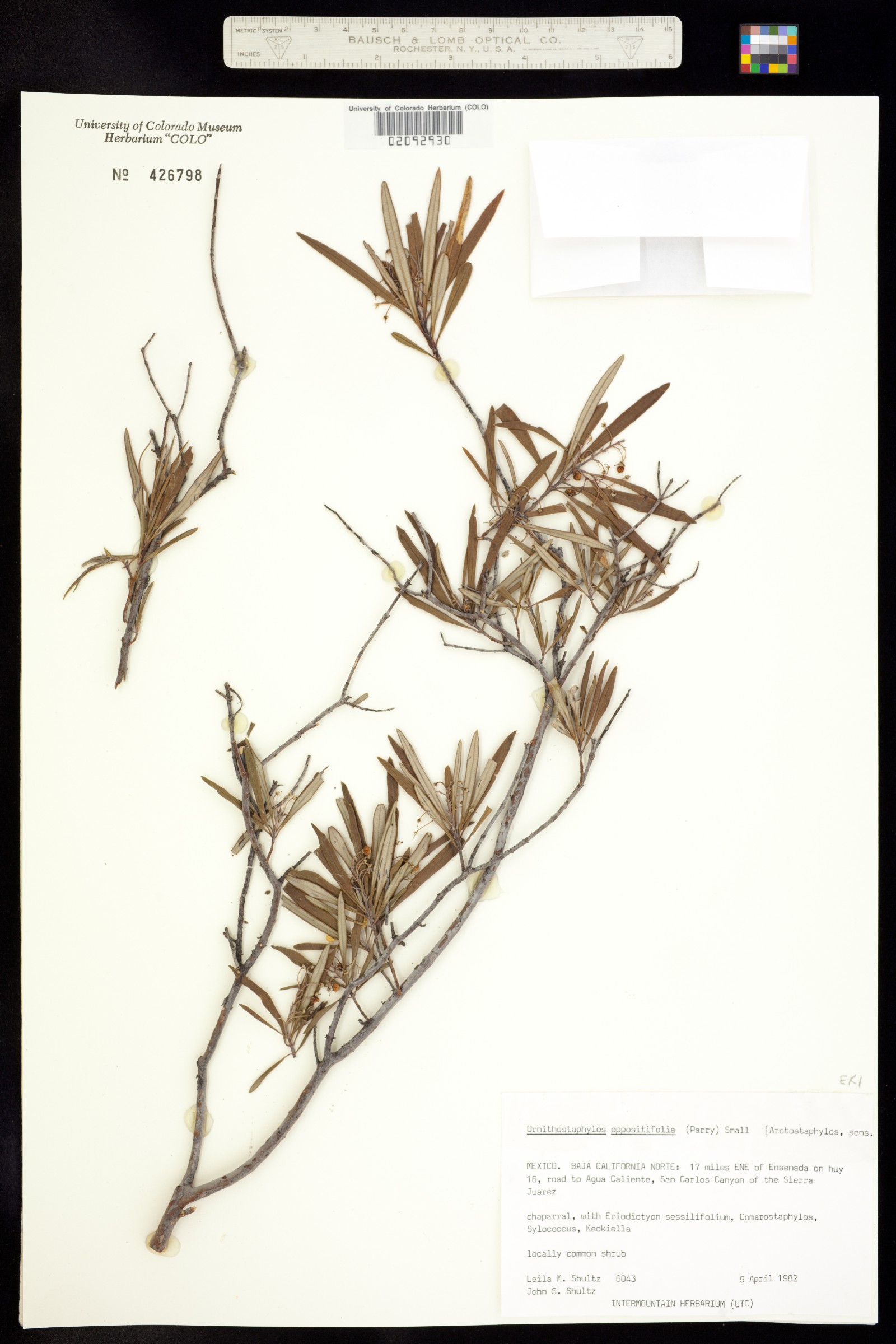 Ornithostaphylos image