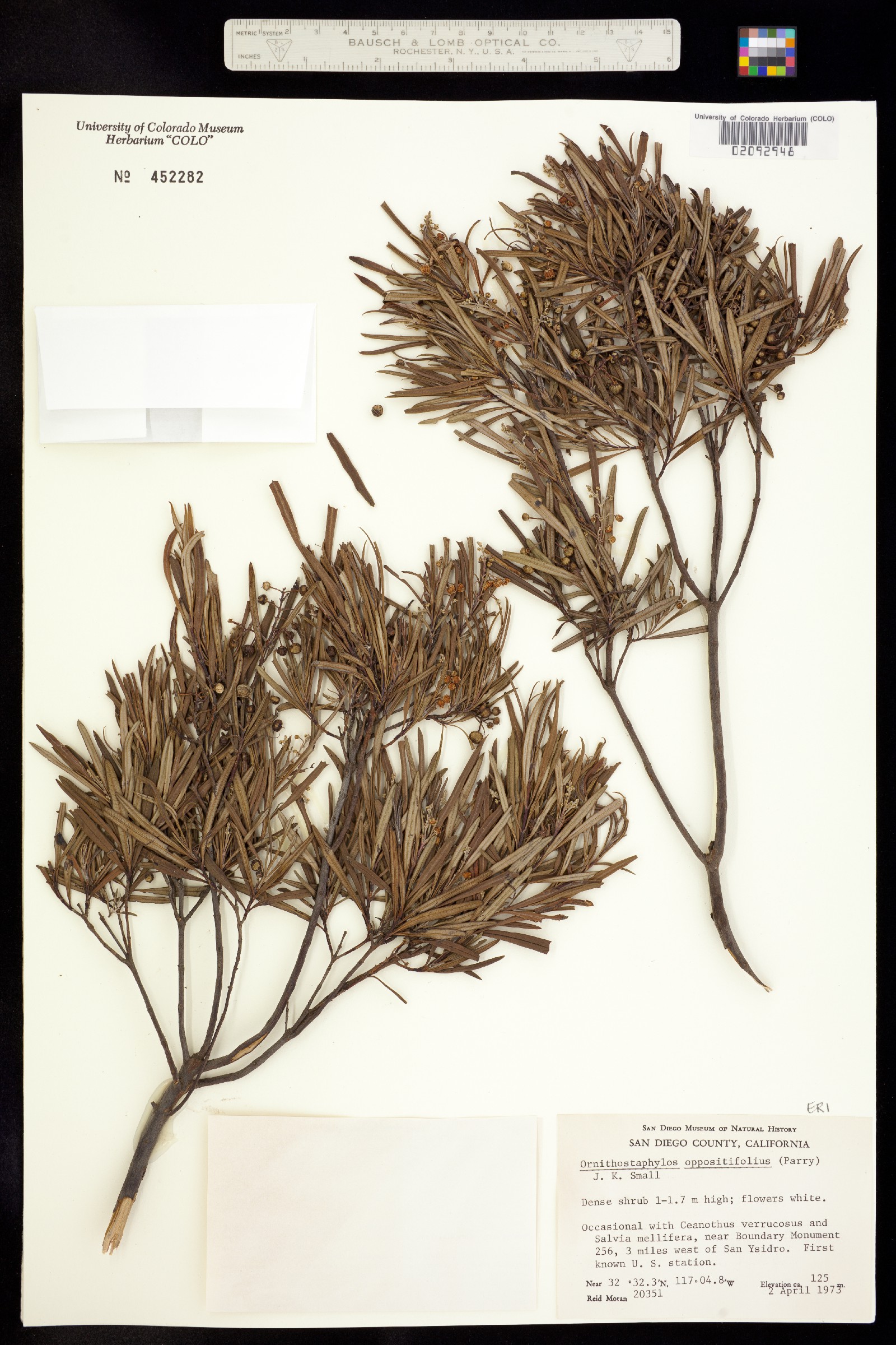 Ornithostaphylos image