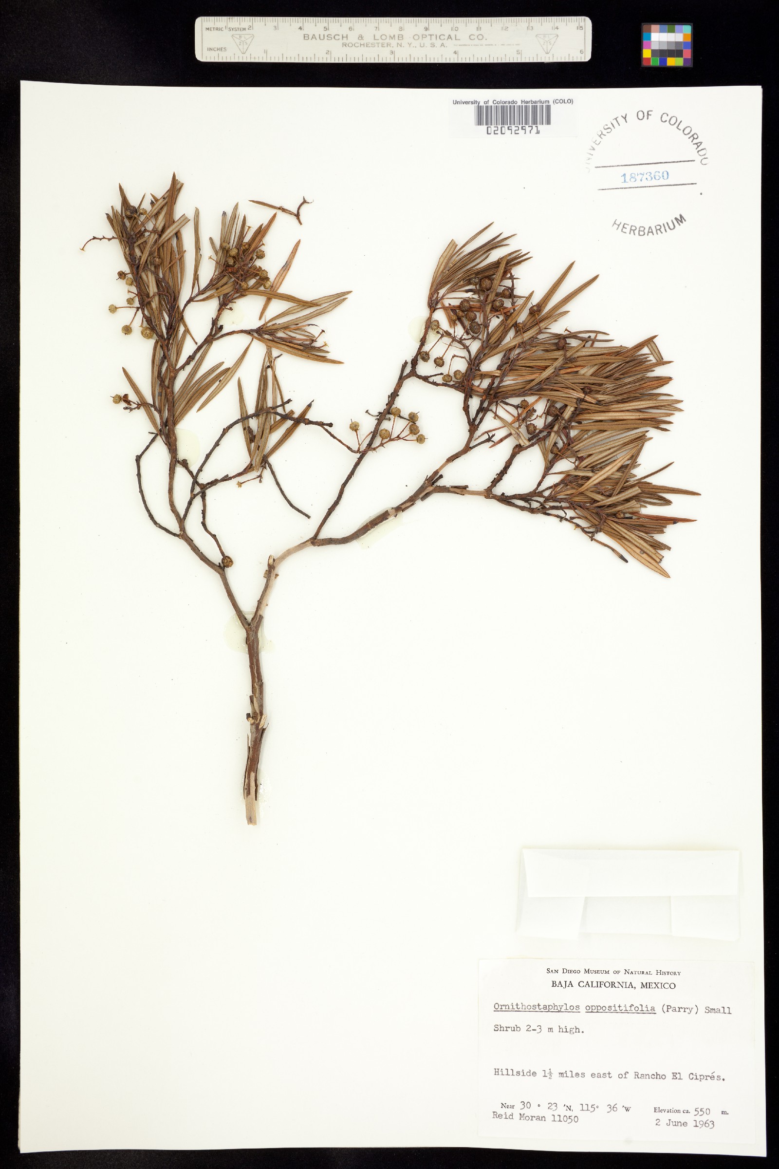 Ornithostaphylos image