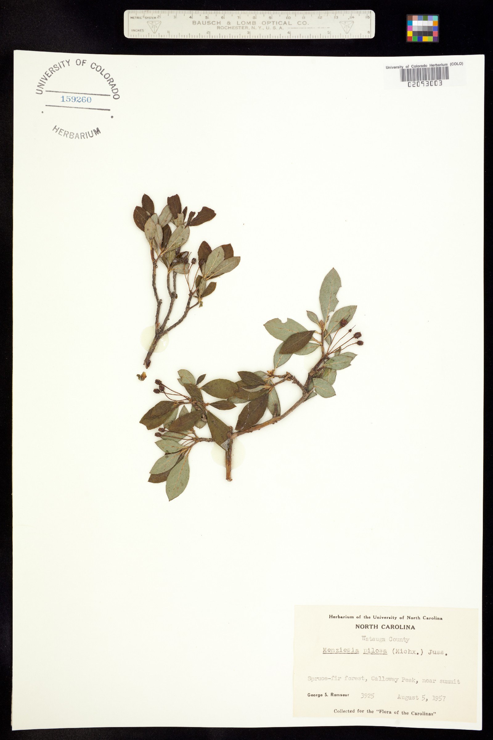 Menziesia pilosa image