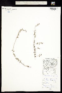Oxycoccus microcarpus image