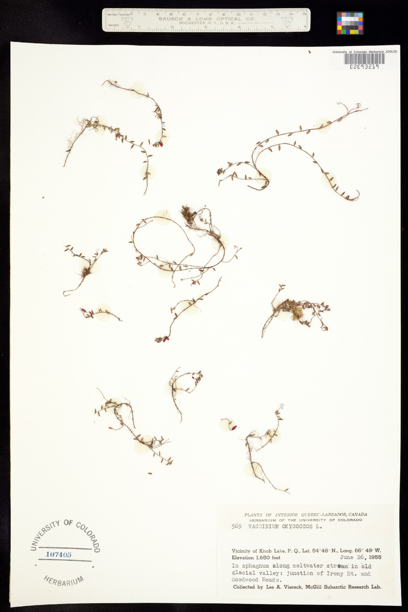 Vaccinium oxycoccos image