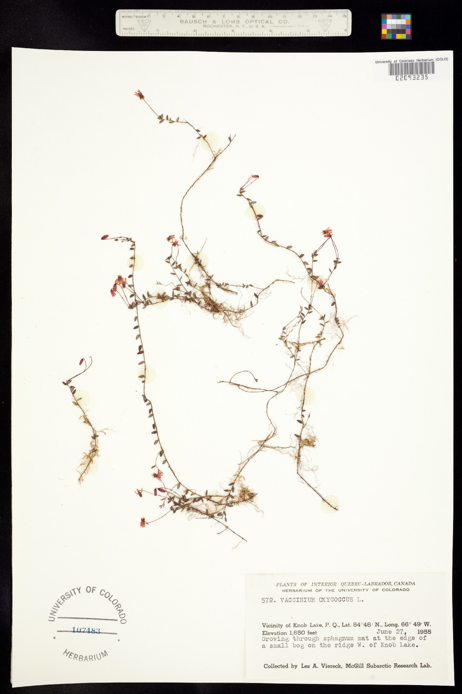 Ericaceae image