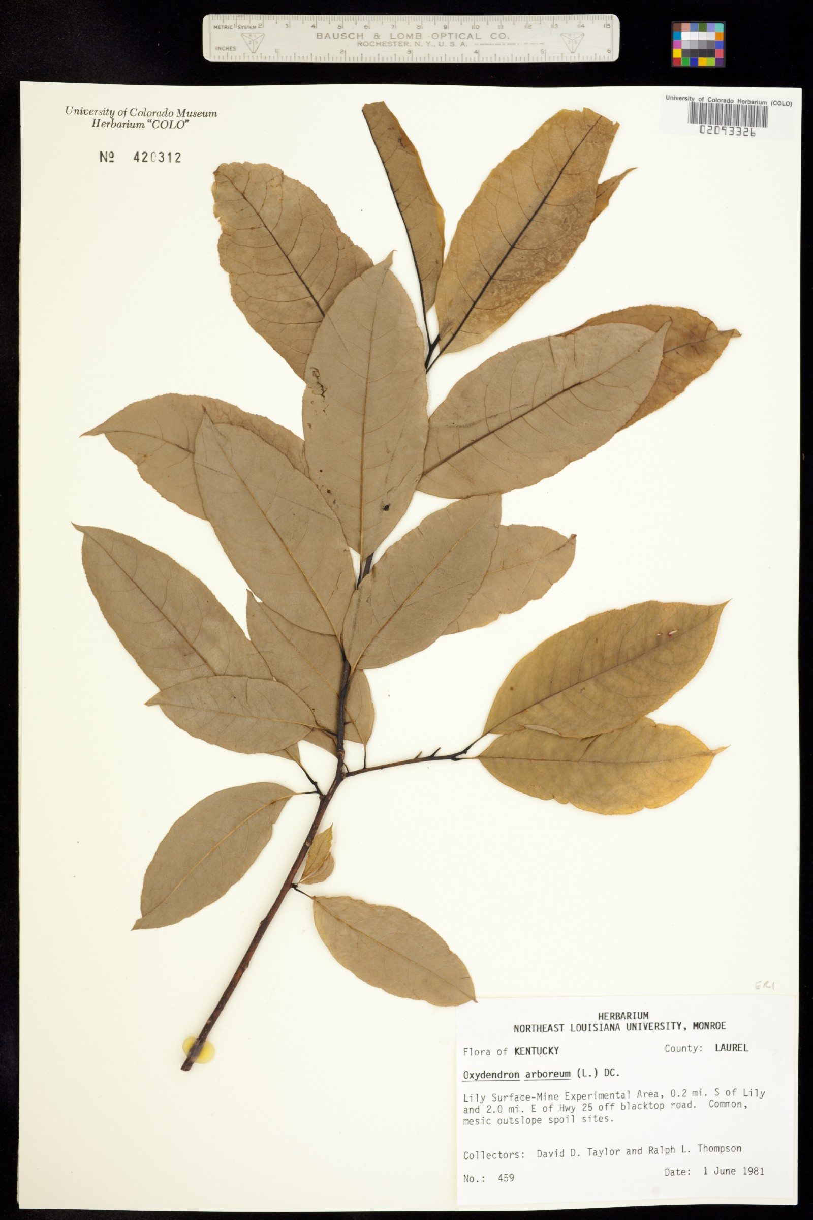 Oxydendrum arboreum image