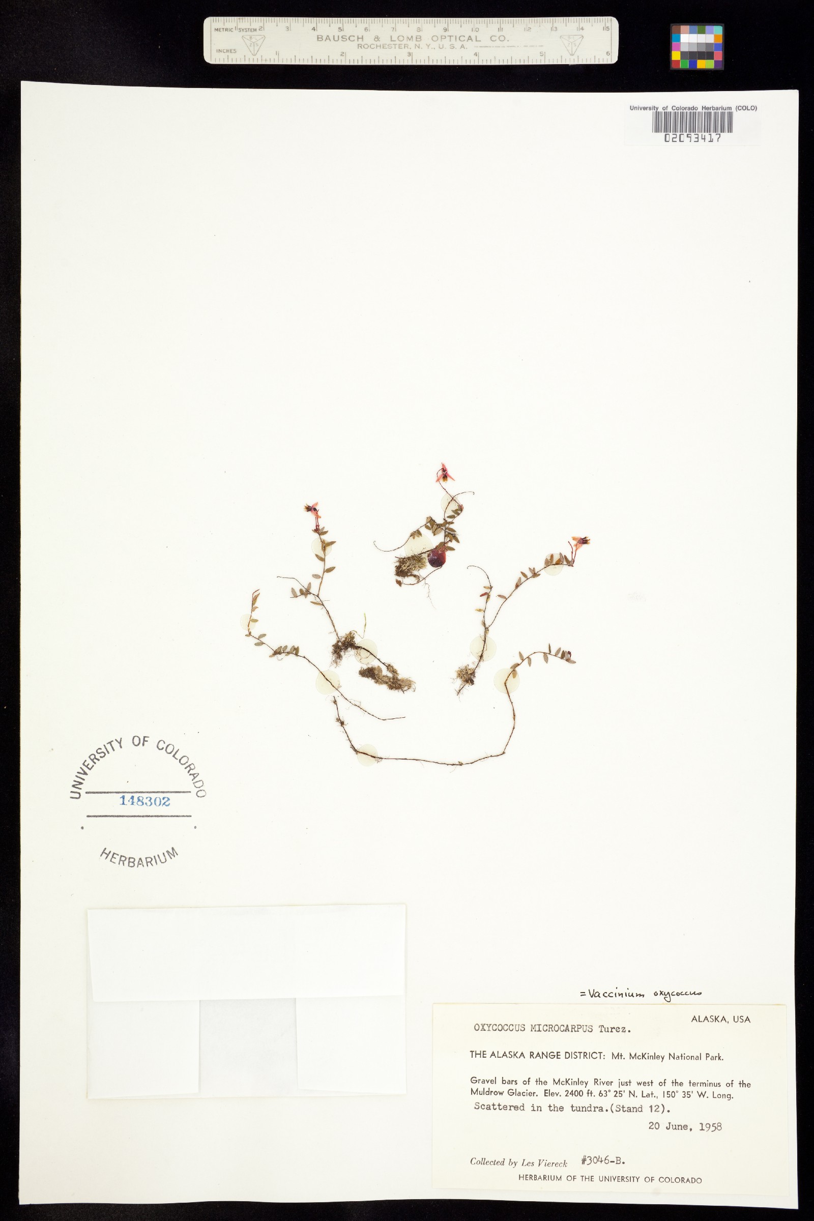 Vaccinium oxycoccos image