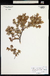 Pernettya mucronata image