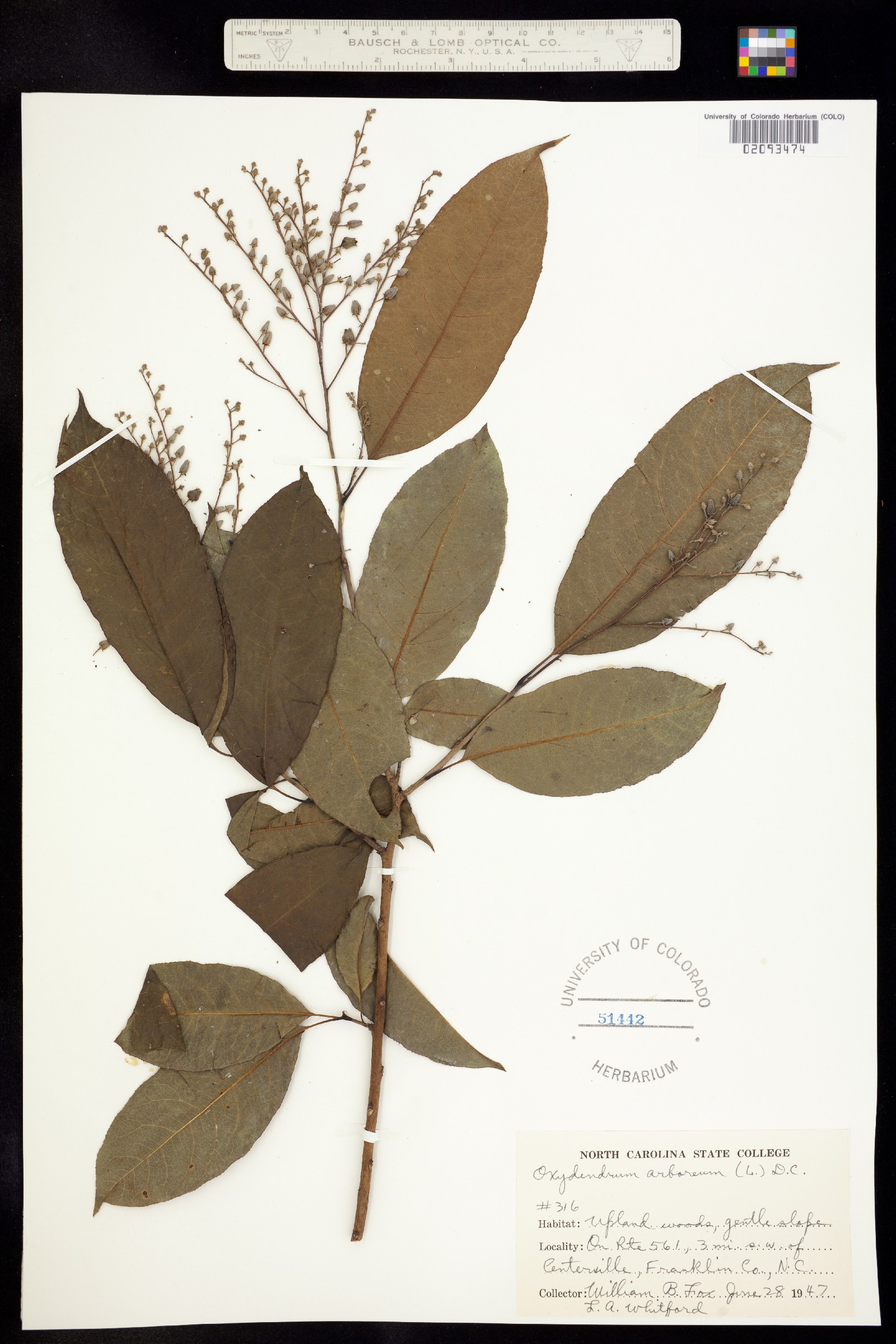 Oxydendrum image