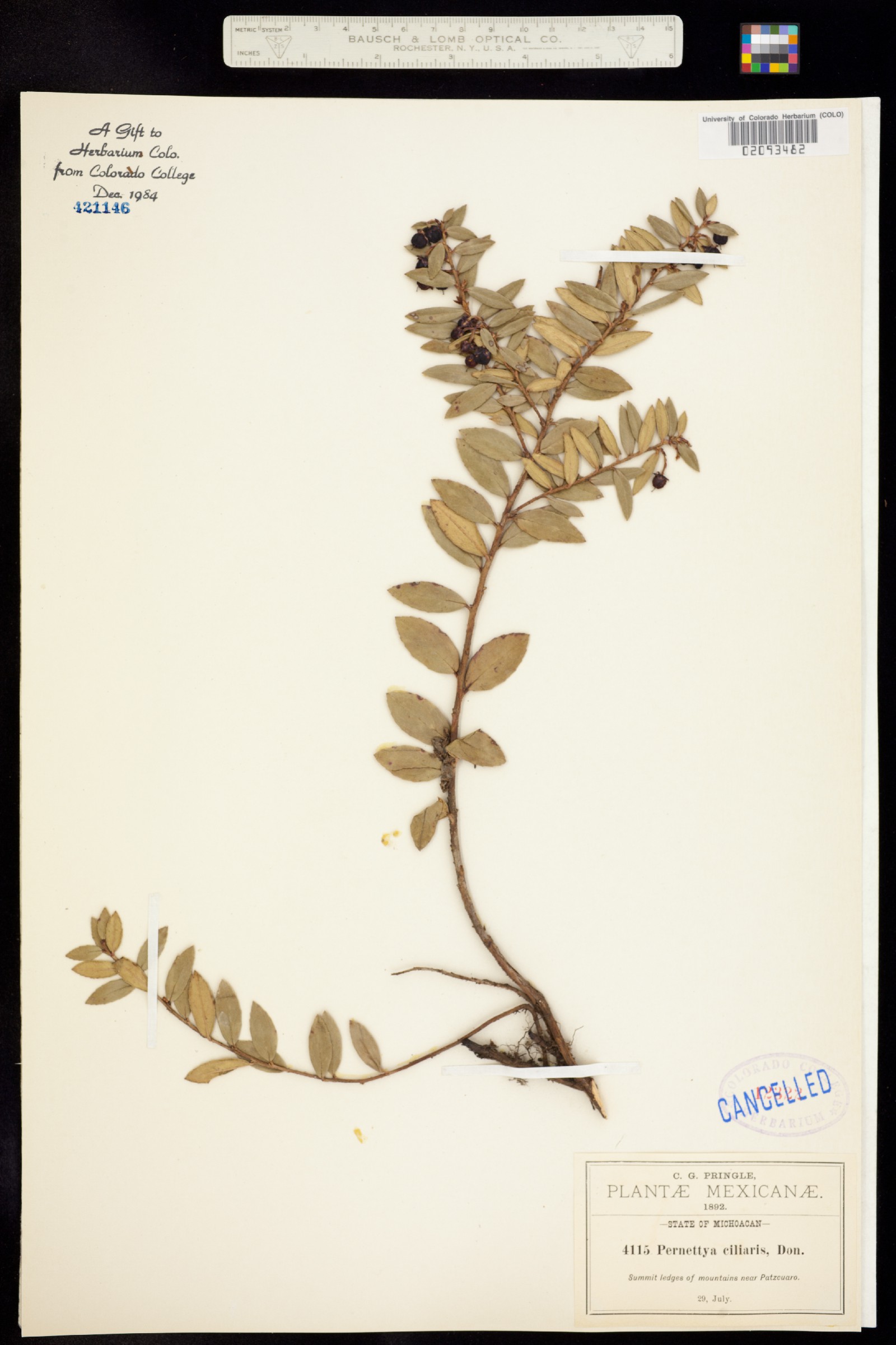 Pernettya ciliaris image