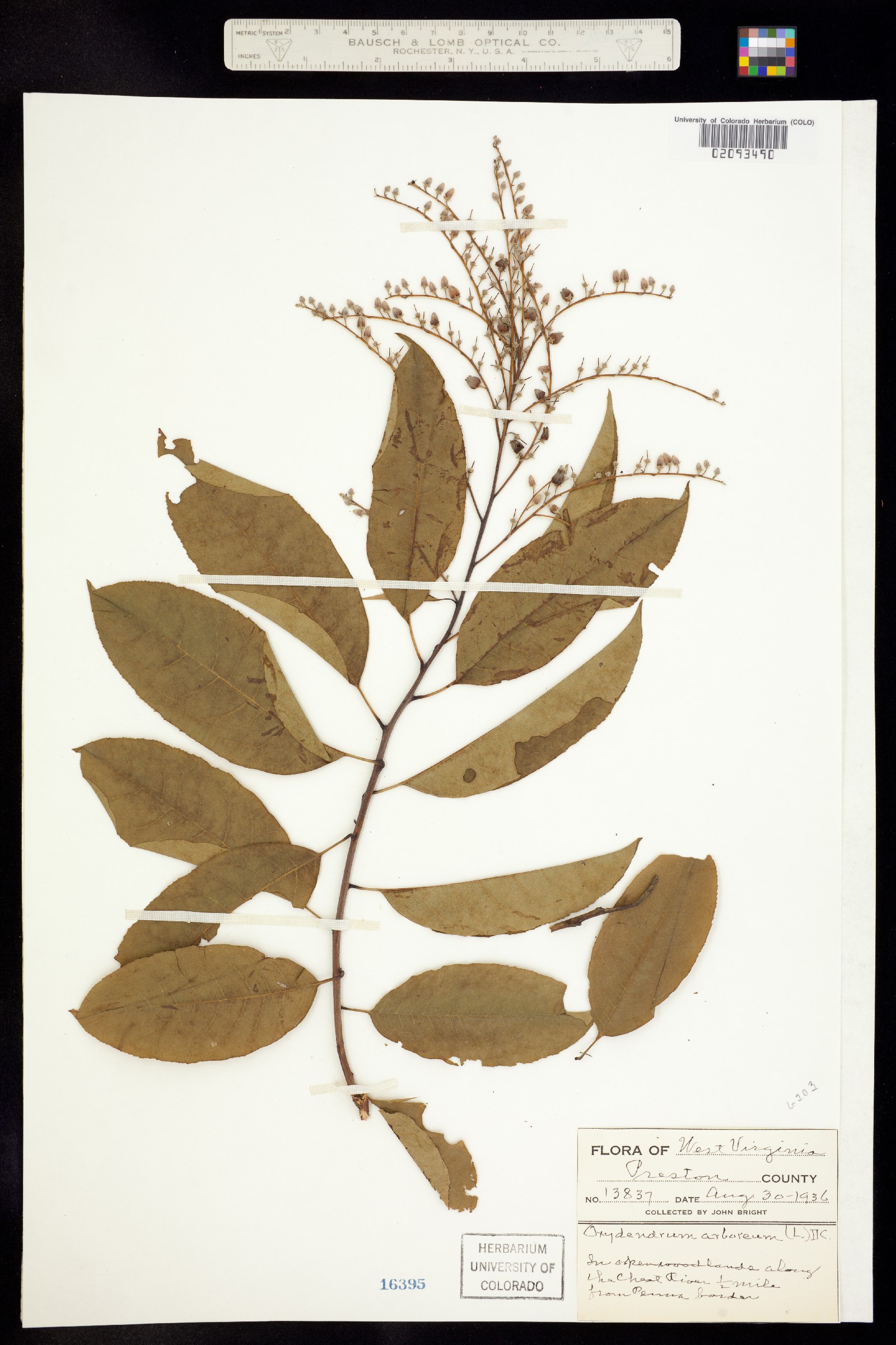 Oxydendrum arboreum image