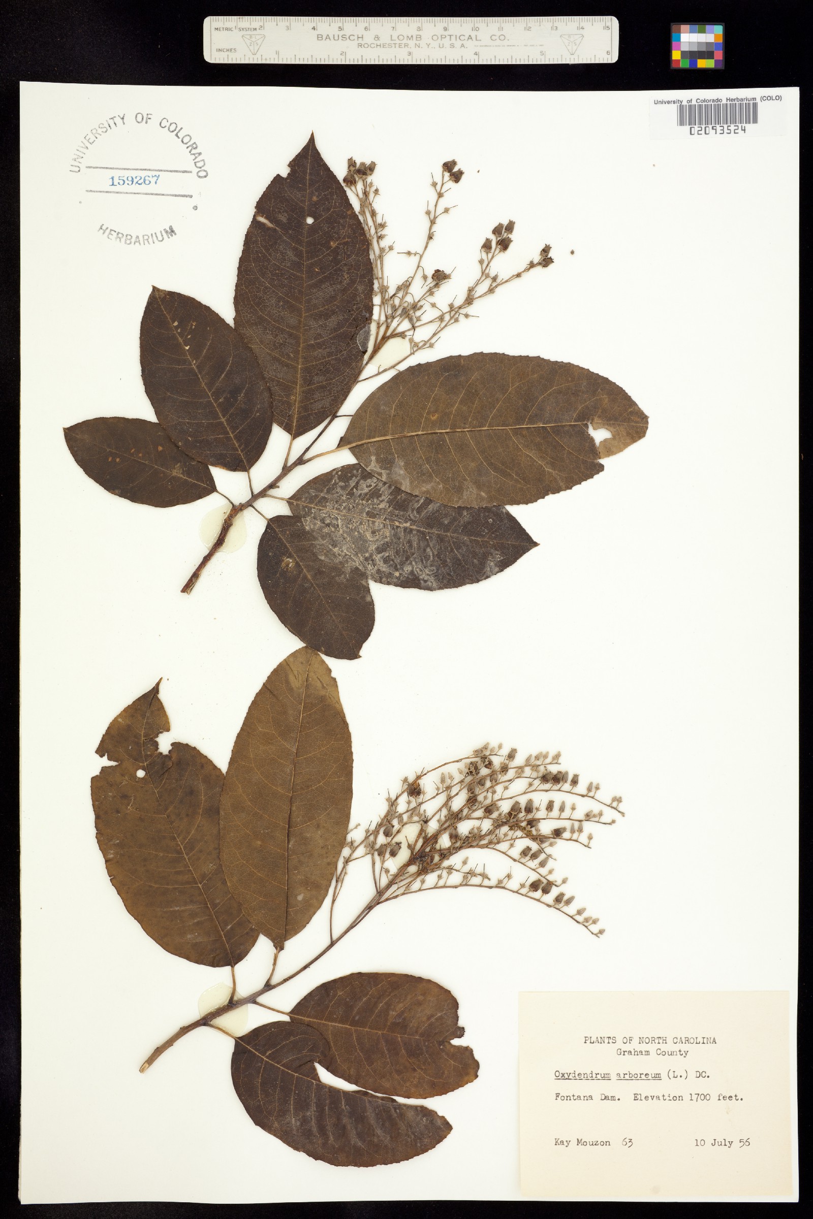 Oxydendrum image