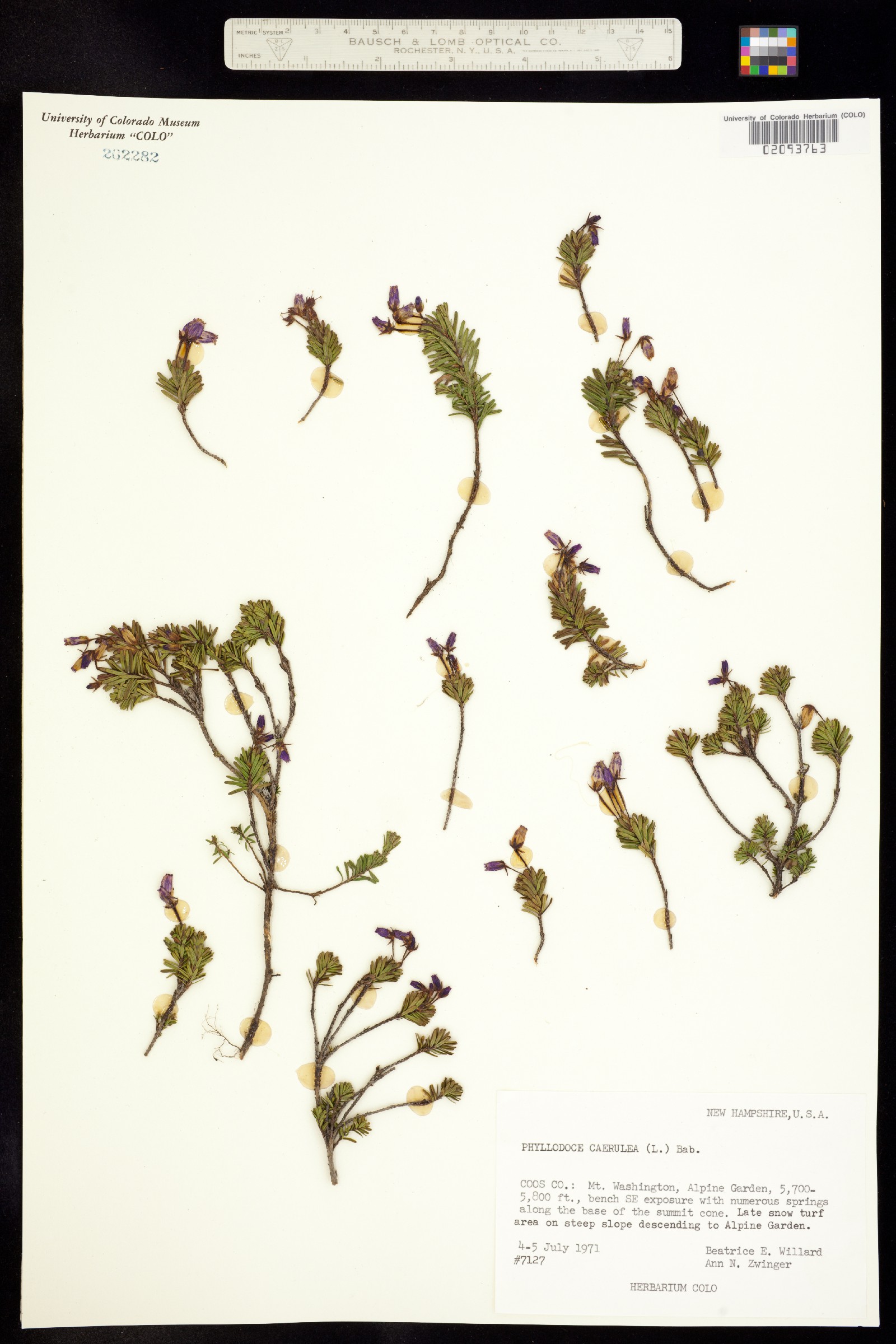 Phyllodoce caerulea image