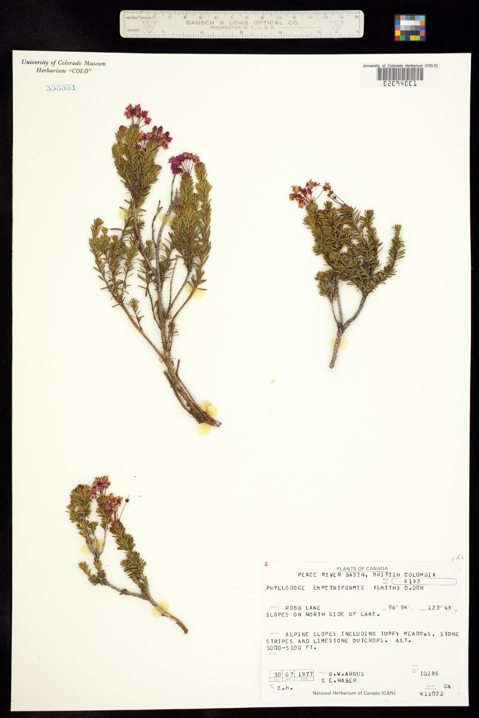 Phyllodoce image