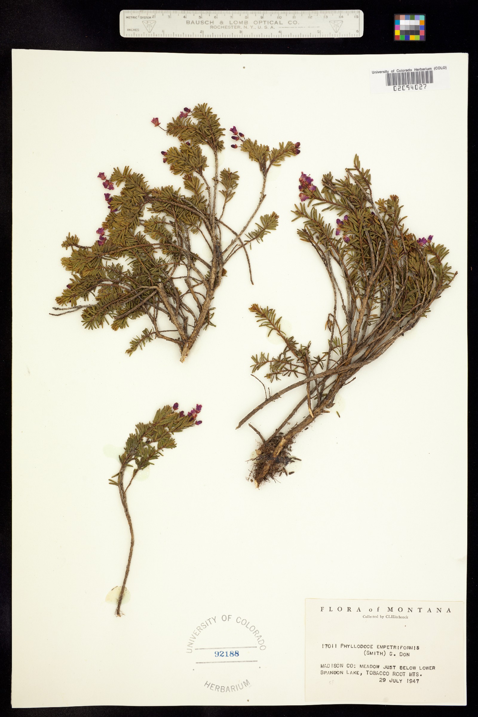 Phyllodoce empetriformis image