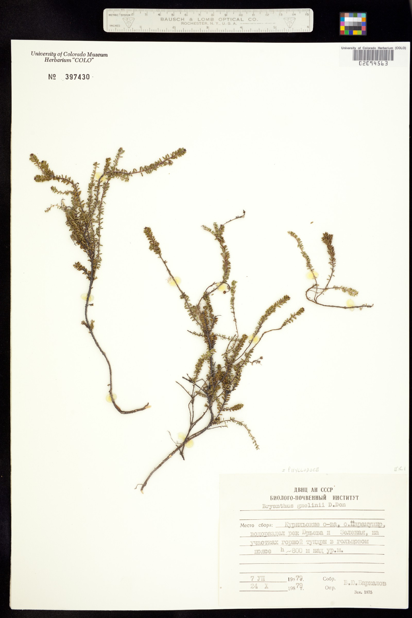 Phyllodoce image