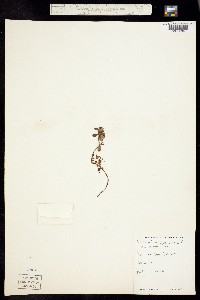 Vaccinium vitis-idaea image