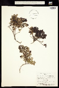 Vaccinium vitis-idaea image