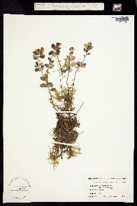 Vaccinium vitis-idaea image