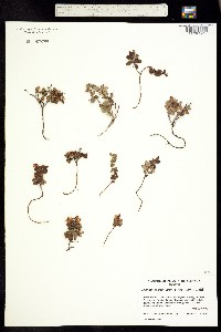 Vaccinium vitis-idaea image