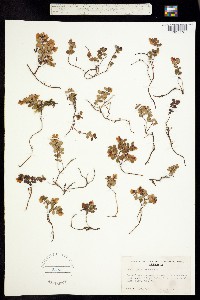 Vaccinium vitis-idaea image