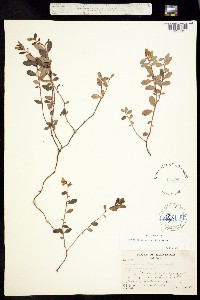 Vaccinium vitis-idaea image