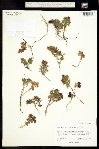 Vaccinium vitis-idaea image