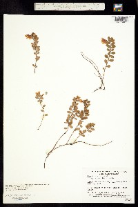 Vaccinium vitis-idaea subsp. vitis-idaea image