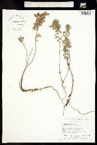 Vaccinium vitis-idaea image