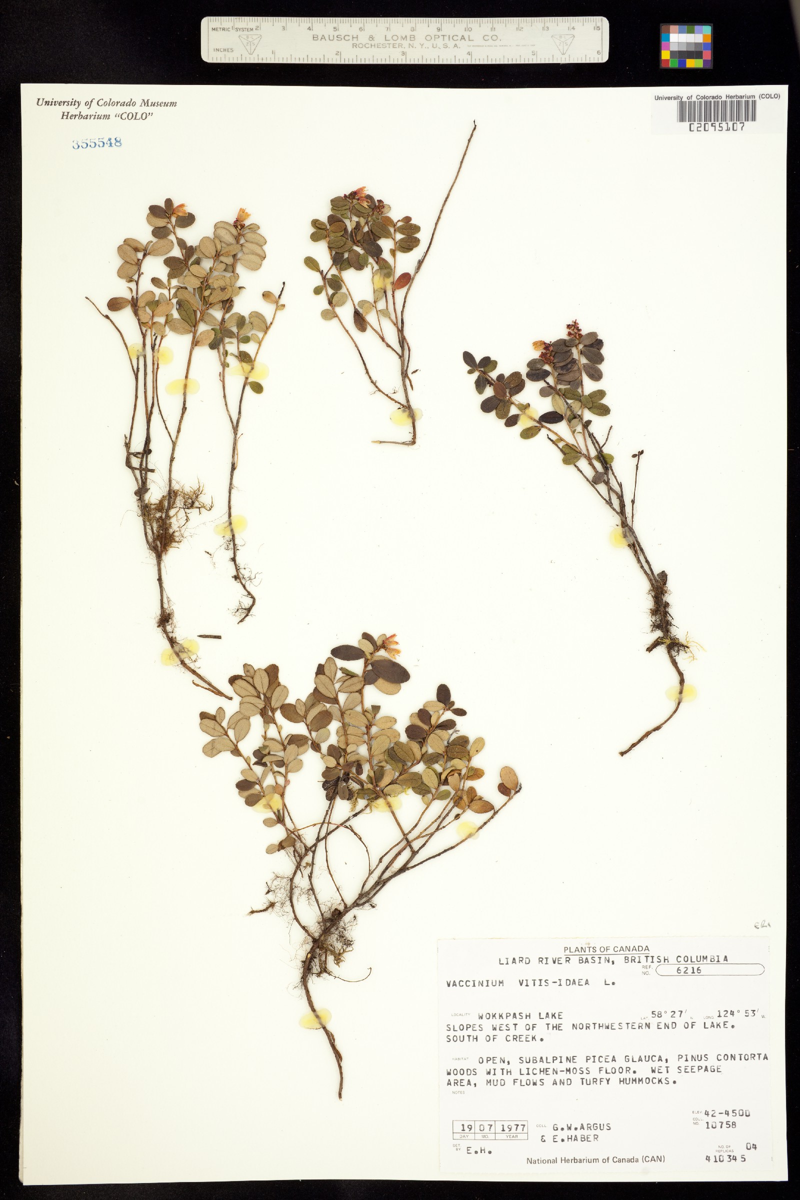 Vaccinium vitis-idaea image
