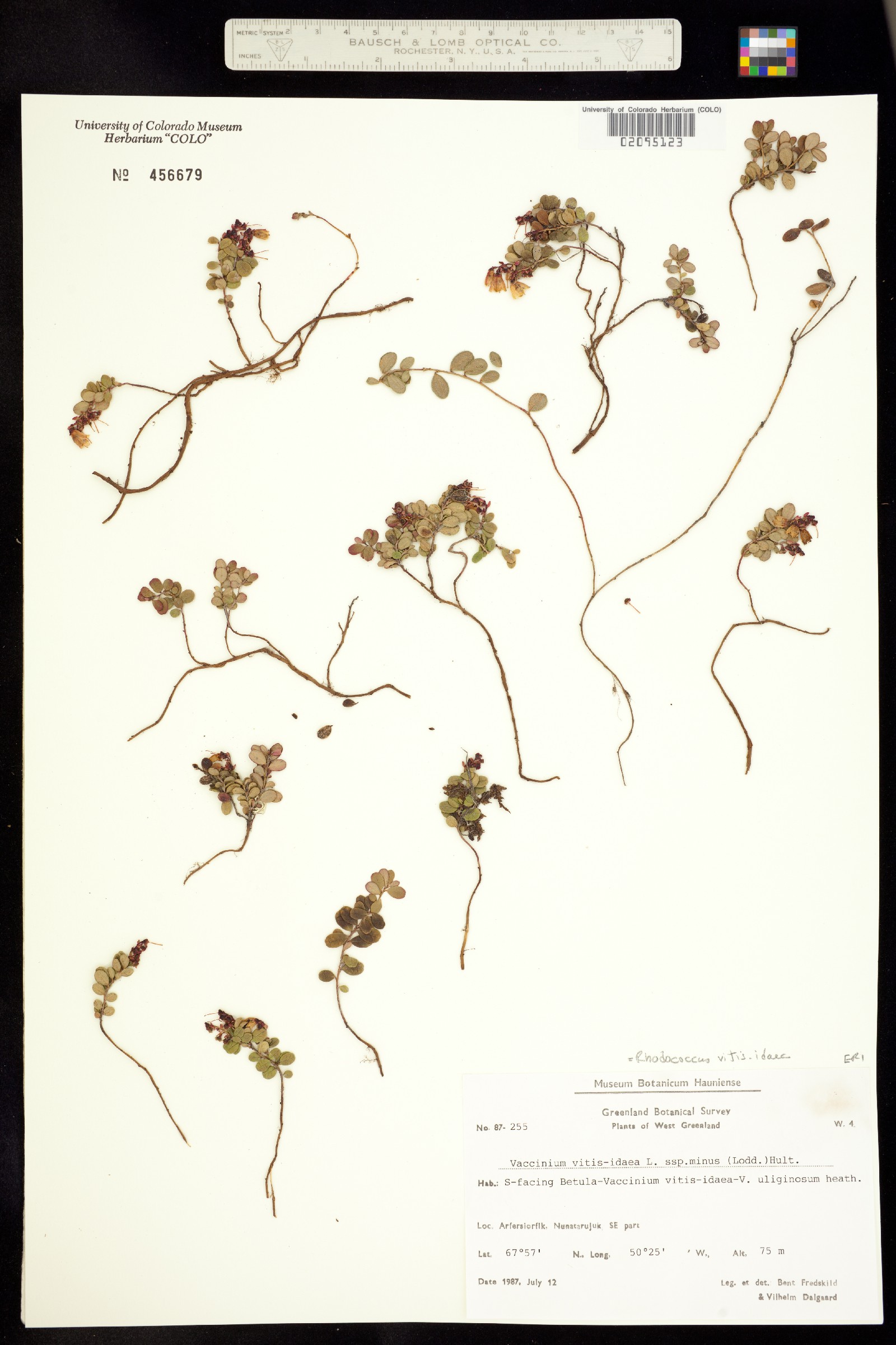 Vaccinium vitis-idaea image