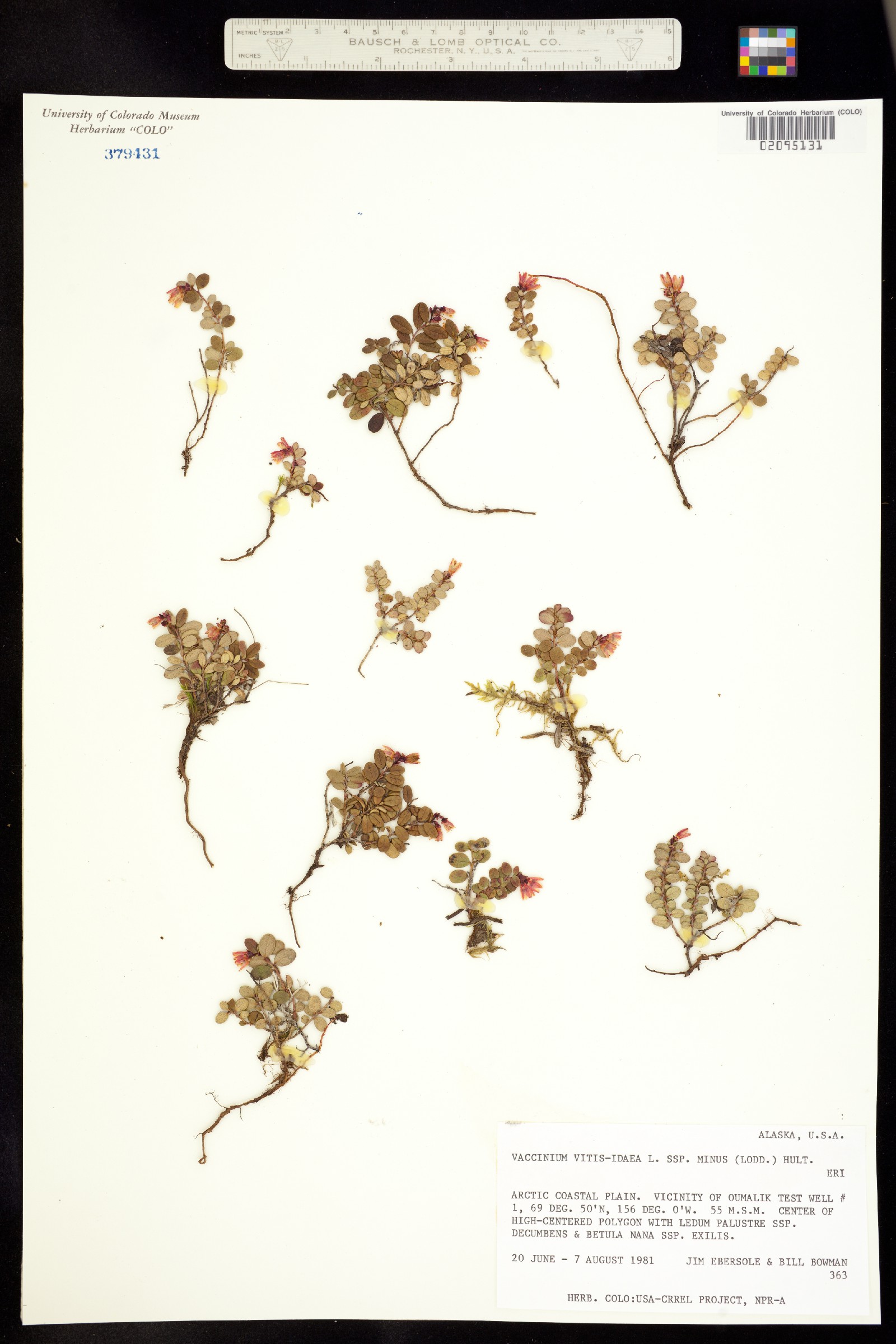 Vaccinium vitis-idaea image