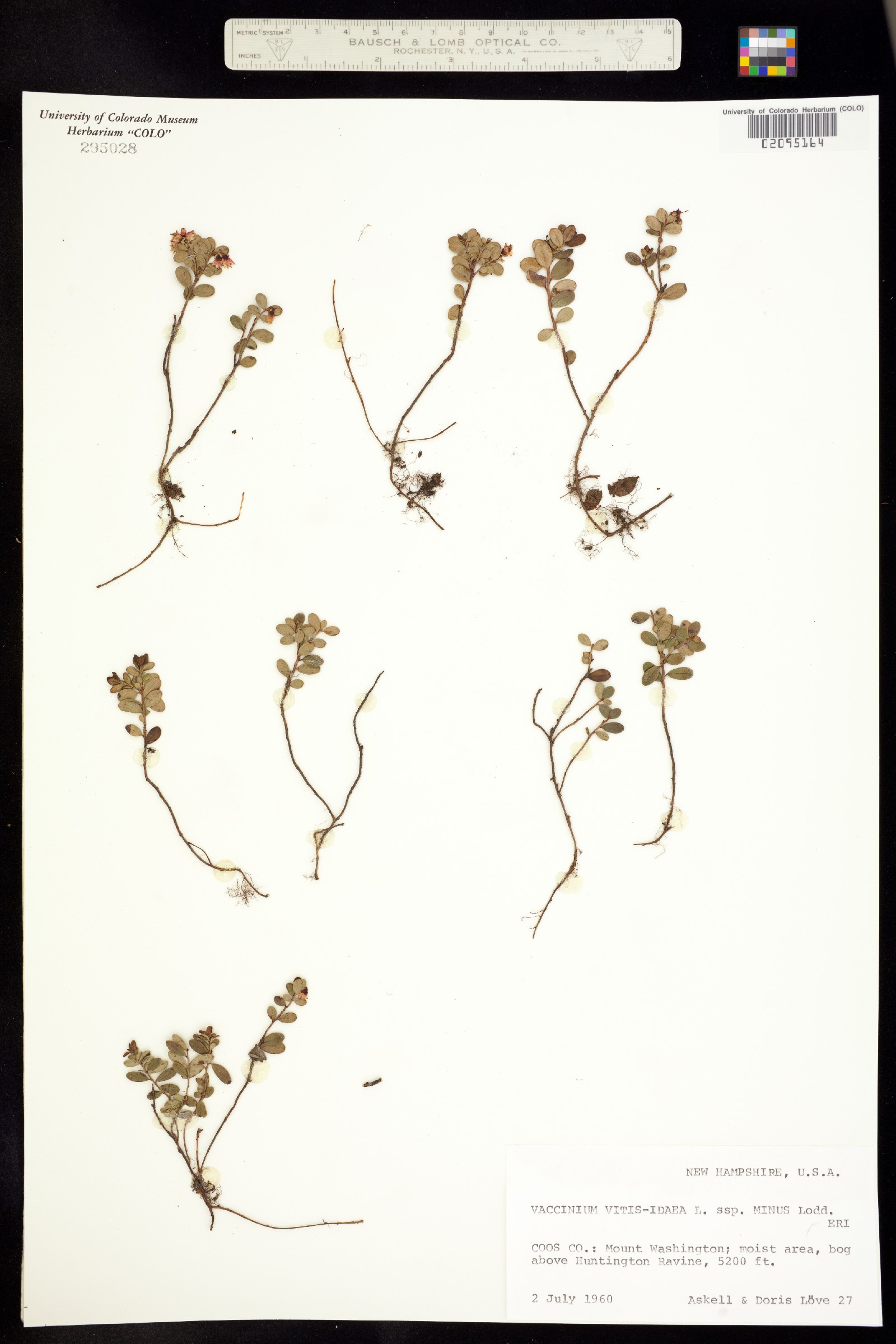 Vaccinium vitis-idaea image