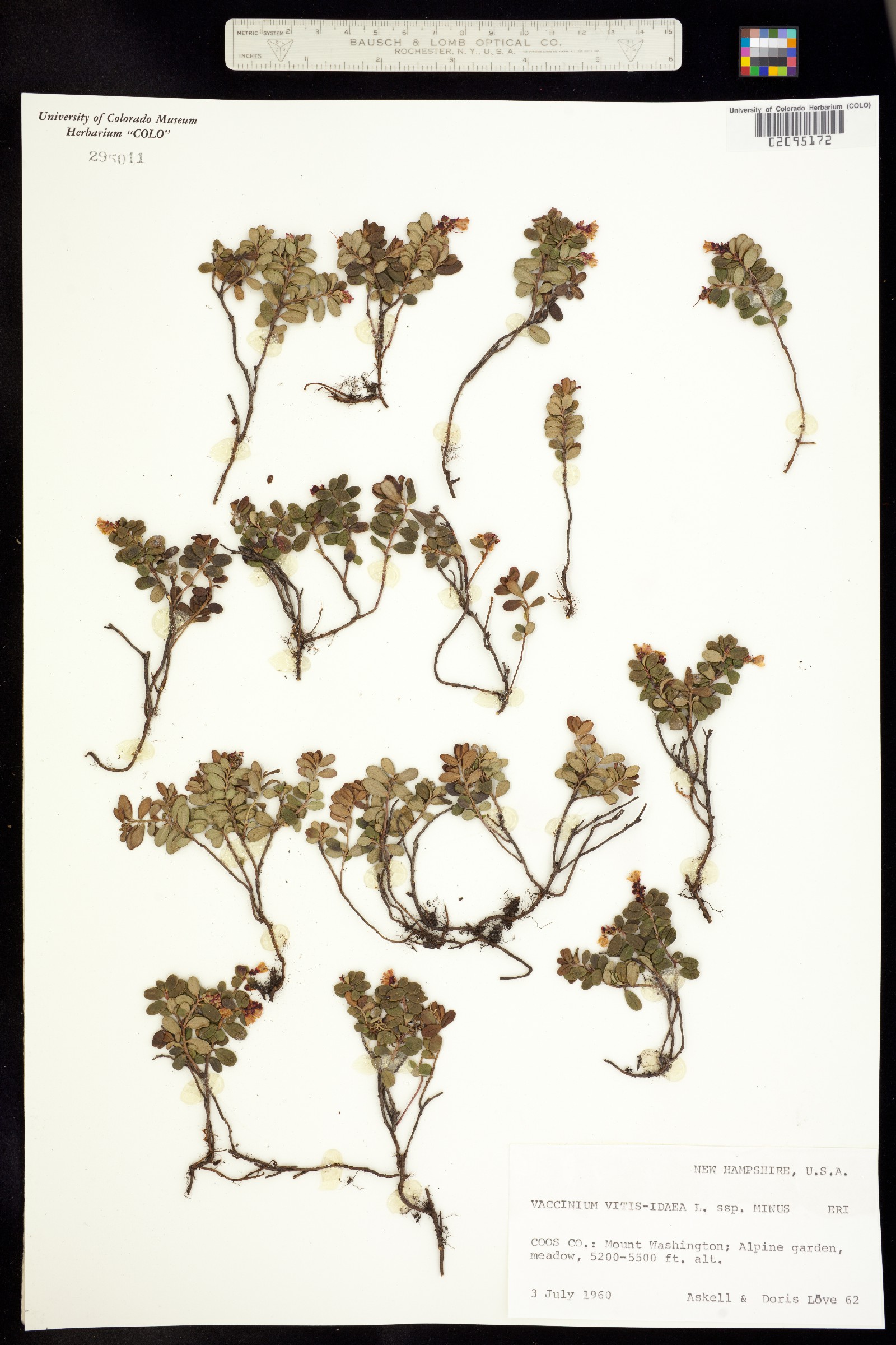 Vaccinium vitis-idaea image