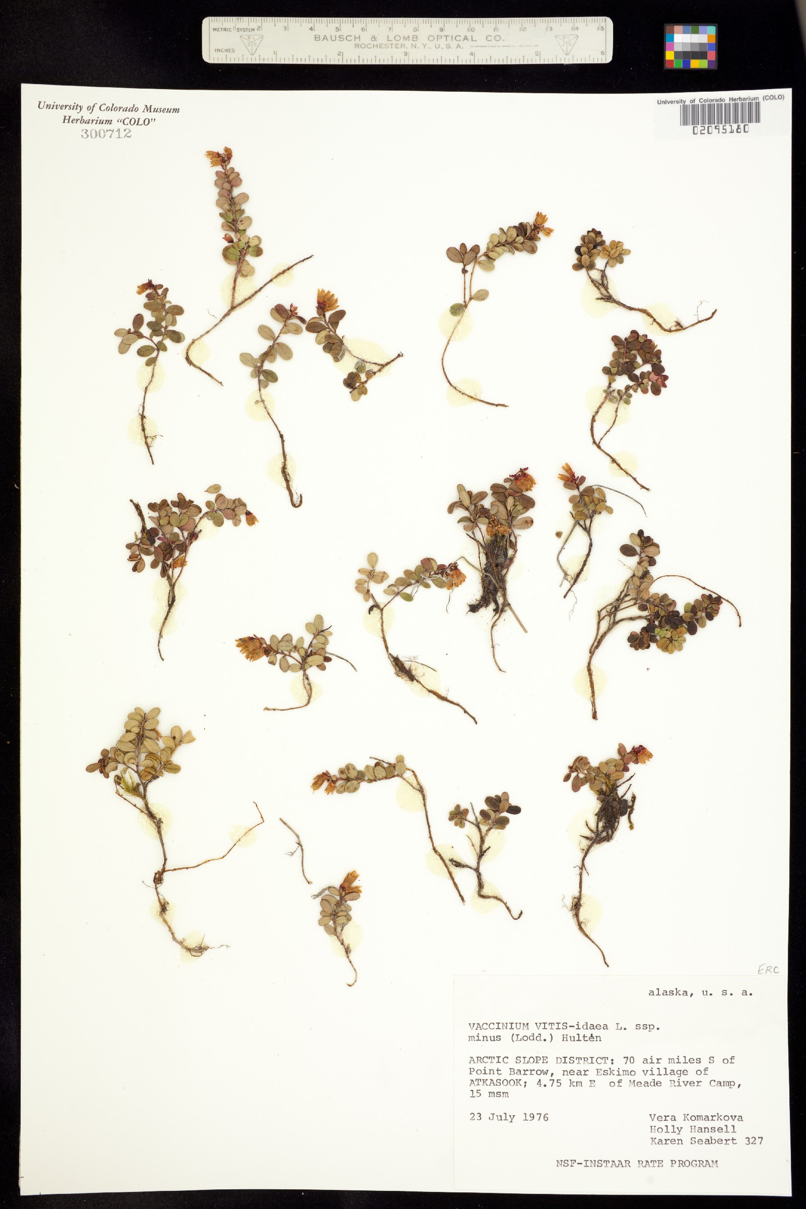 Vaccinium vitis-idaea image