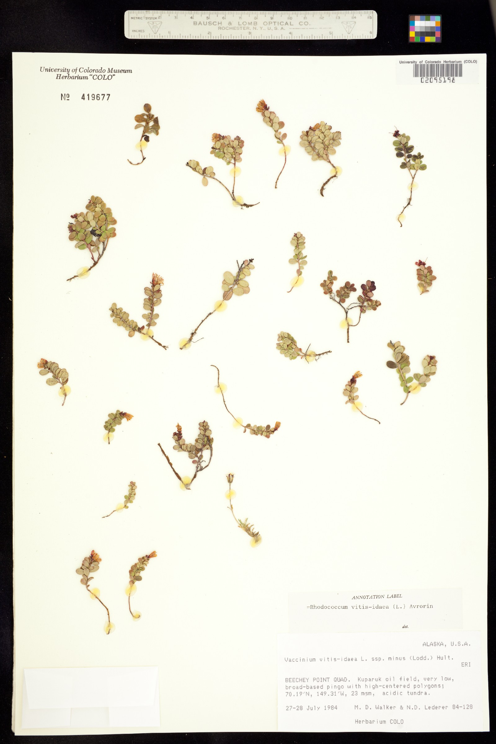 Vaccinium vitis-idaea image