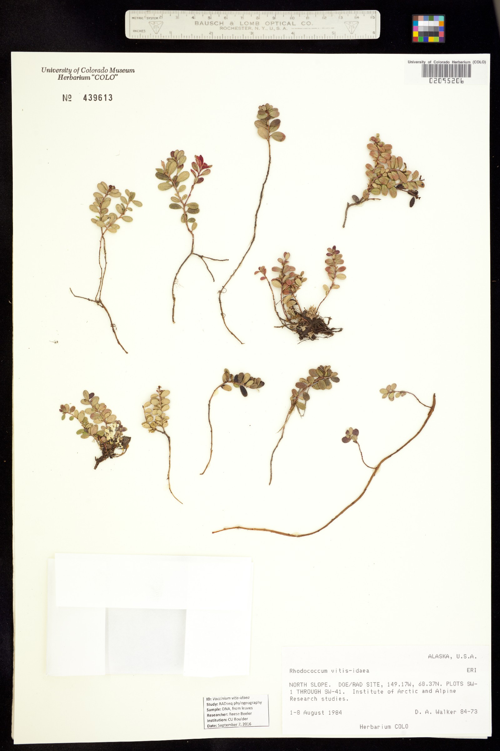 Vaccinium vitis-idaea image