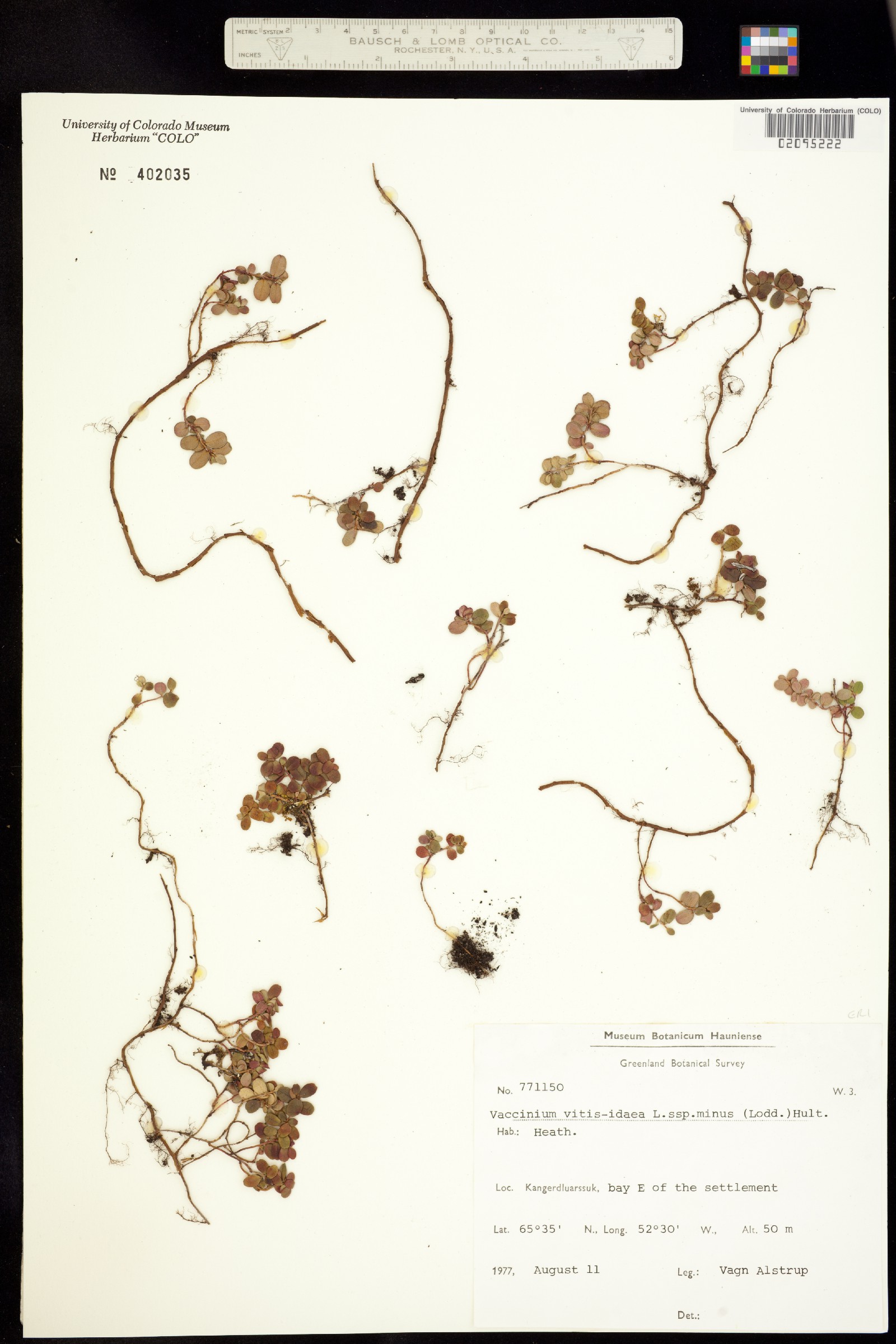 Vaccinium vitis-idaea image