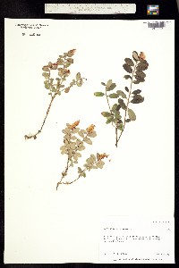 Vaccinium vitis-idaea image