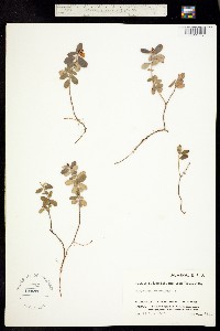 Vaccinium vitis-idaea image