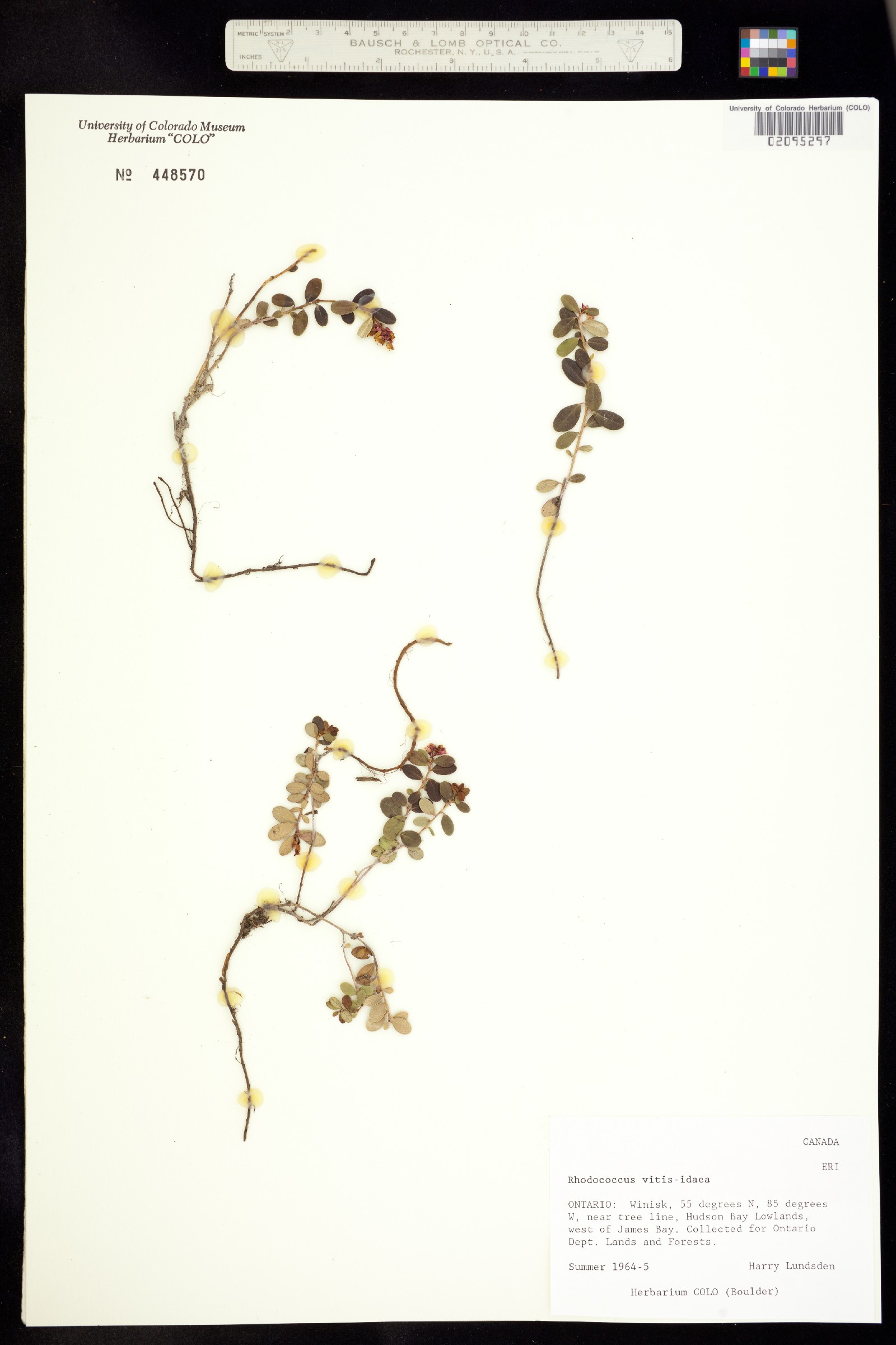 Vaccinium vitis-idaea image