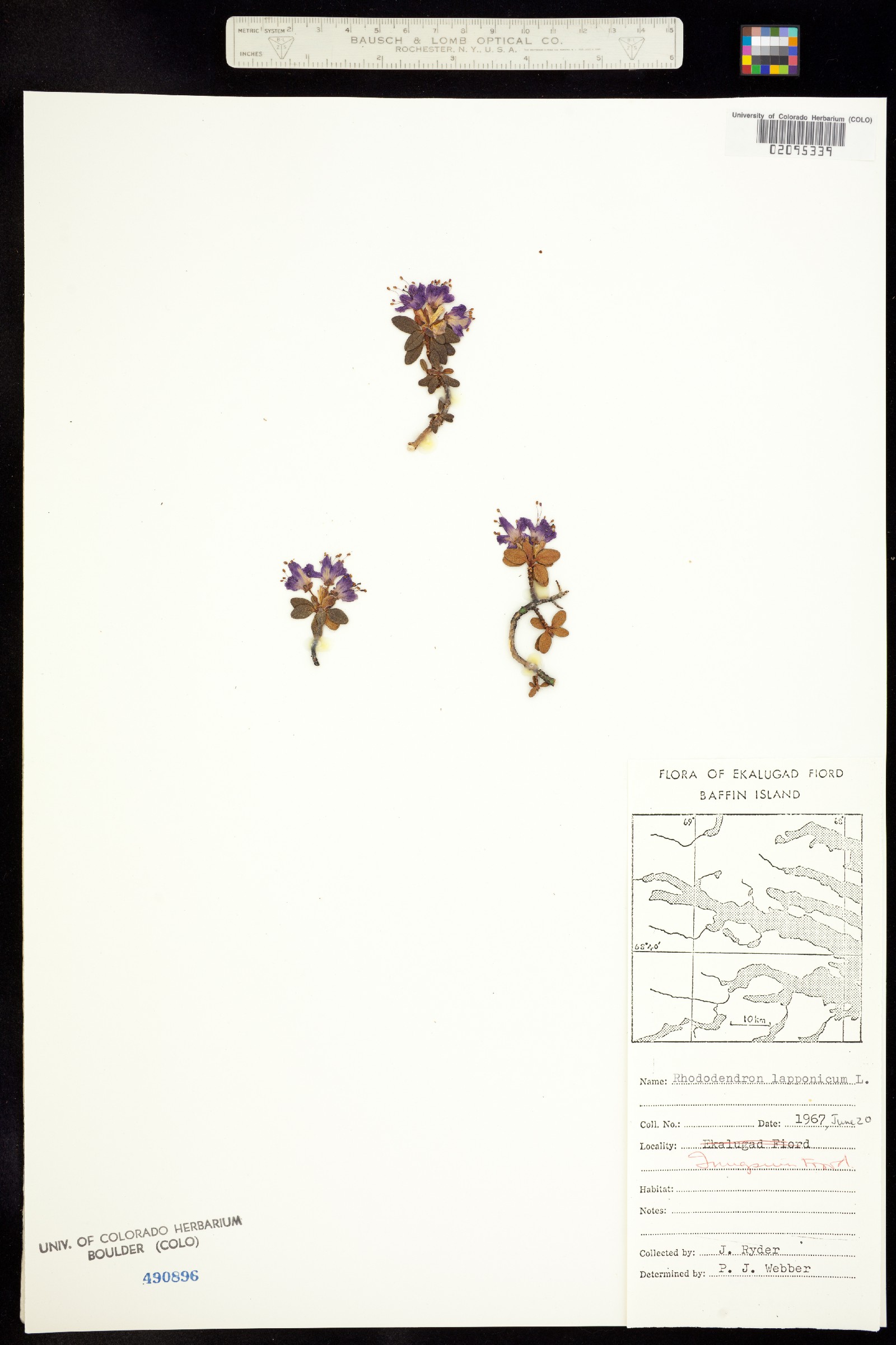Rhododendron lapponicum image