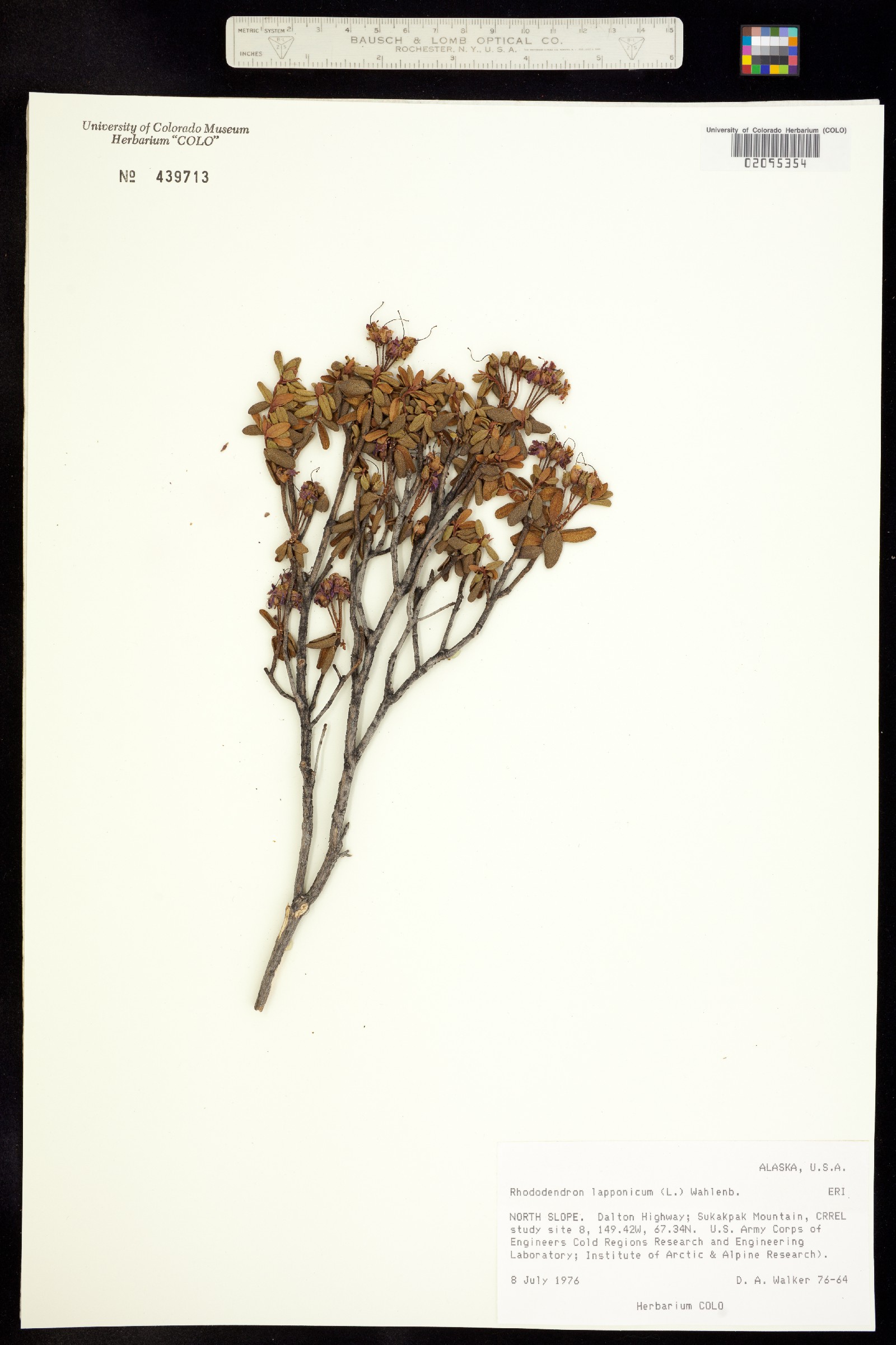 Rhododendron lapponicum image