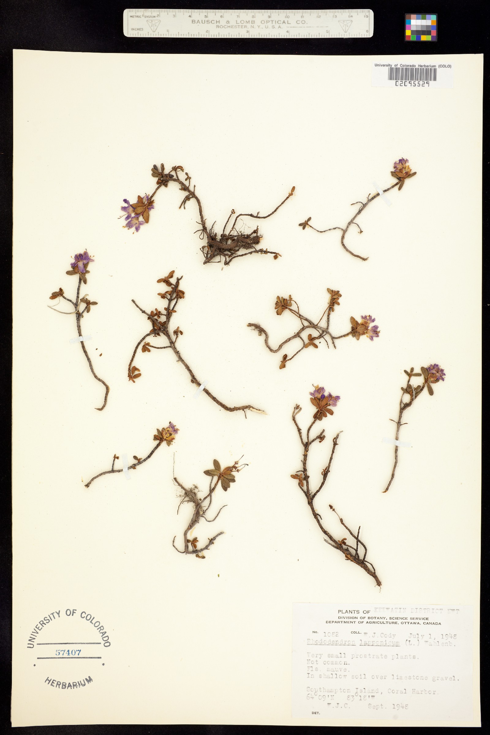 Rhododendron image