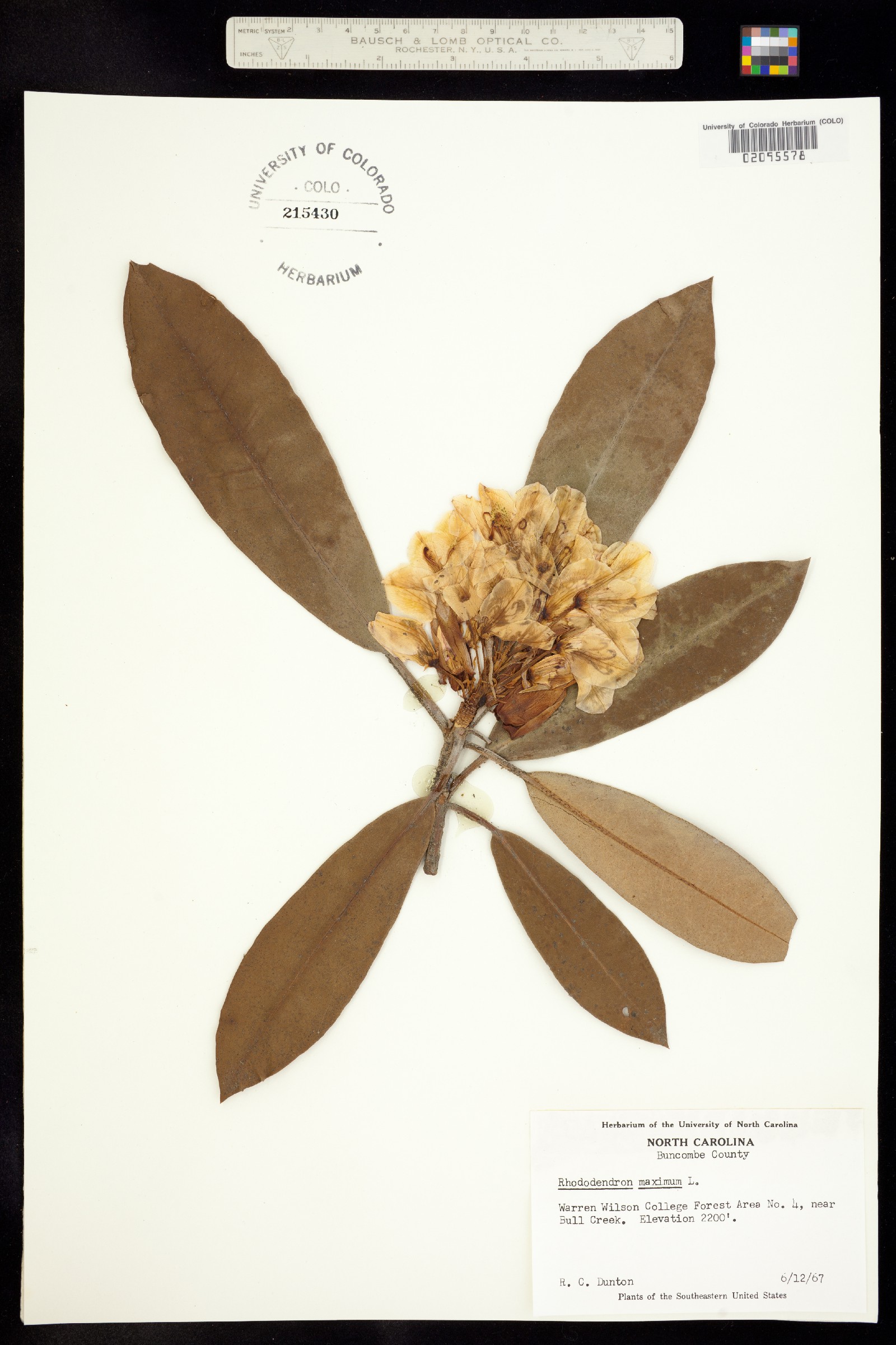 Rhododendron maximum image