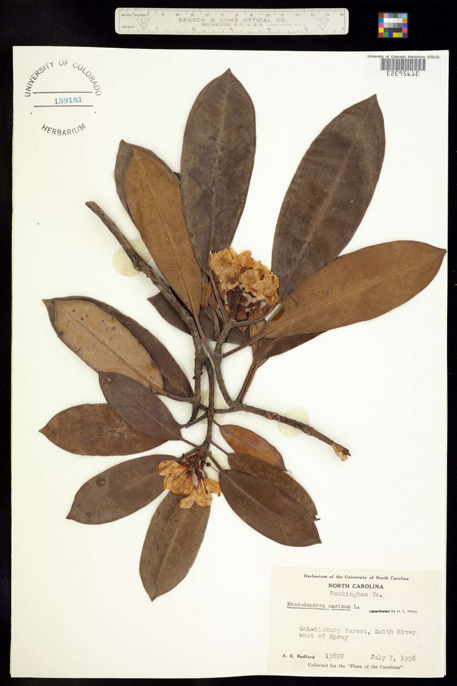 Rhododendron maximum image