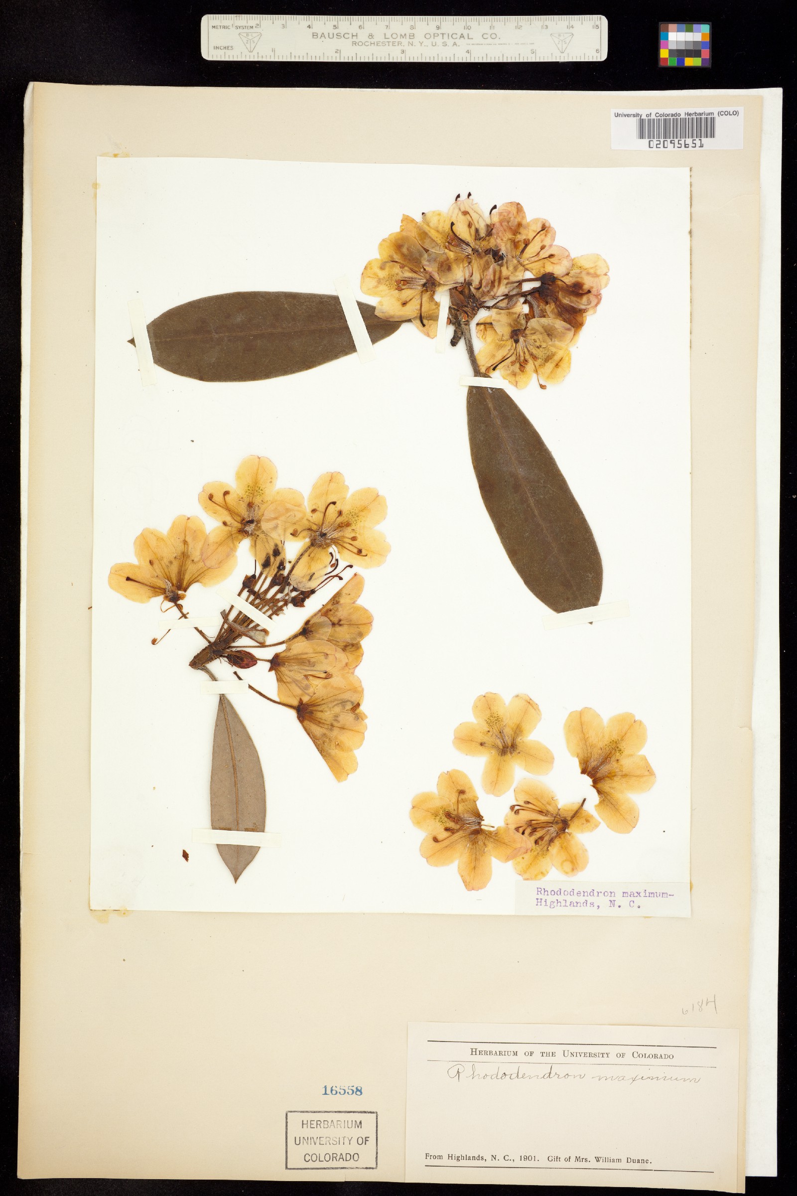 Rhododendron maximum image