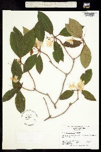 Image of Rhododendron minus