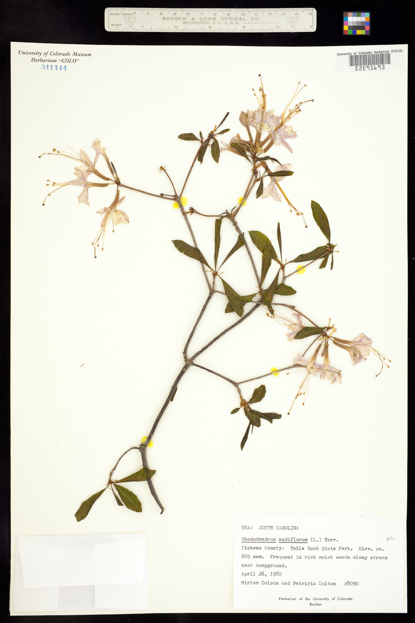 Rhododendron periclymenoides image